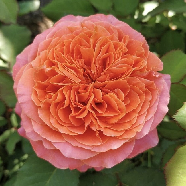 Роза кустовая Эмильен Гийо